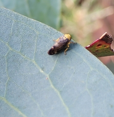 Brunotartessus fulvus