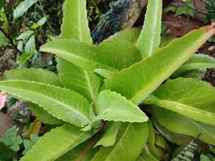 Kalanchoe gastonis-bonnieri