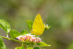 Catopsilia gorgophone