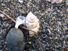 Tonna tankervillii