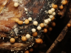 Trichia varia