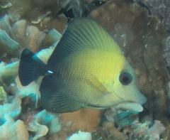 Zebrasoma scopas