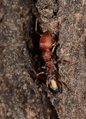 Podomyrma adelaidae