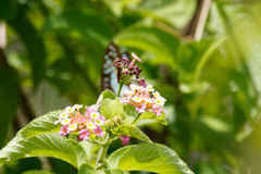 Graphium eurypylus