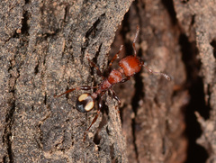 Podomyrma adelaidae