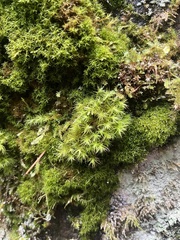 Dichodontium pellucidum