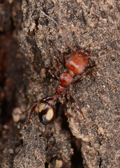 Podomyrma adelaidae