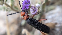 Lytta magister