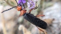Lytta magister