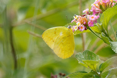 Catopsilia gorgophone