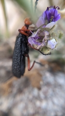 Lytta magister