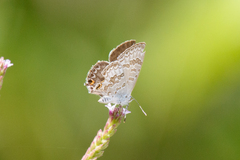 Catopyrops florinda