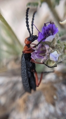 Lytta magister