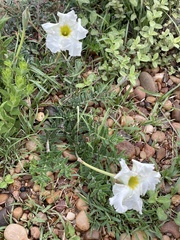Mandevilla petraea