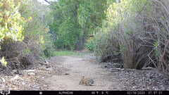 Sylvilagus audubonii