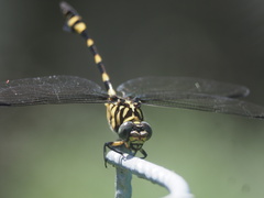 Ictinogomphus
