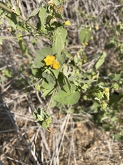 Abutilon viscosum