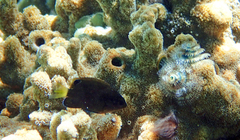 Pomacentrus chrysurus