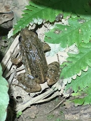 Adenomera hylaedactyla