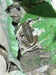 Adenomera hylaedactyla