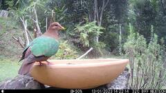 Chalcophaps longirostris