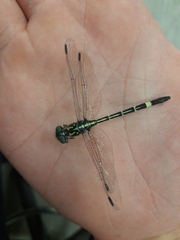 Austroepigomphus praeruptus