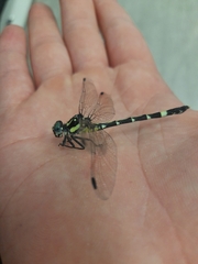 Austroepigomphus praeruptus