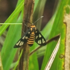 Amata huebneri