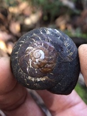 Monadenia infumata