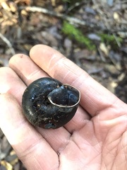 Monadenia infumata