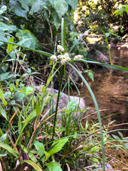 Cyperus luzulae