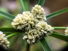 Cyperus luzulae