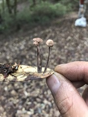 Collybiopsis quercophila