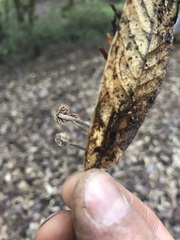 Collybiopsis quercophila