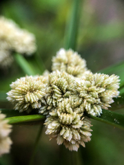 Cyperus luzulae