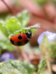 Coccinella septempunctata