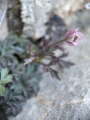 Anemone tuberosa