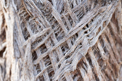 Eucalyptus macrorhyncha