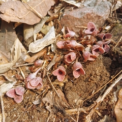 Asarum forbesii