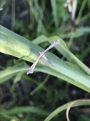 Anstenoptilia