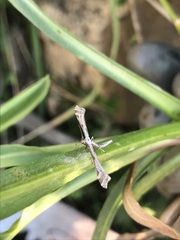 Anstenoptilia