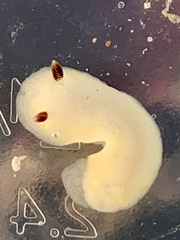 Cadlina flavomaculata