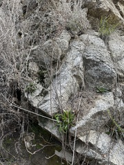 Dudleya lanceolata