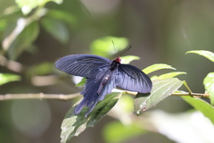 Byasa