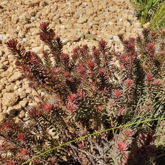 Pultenaea humilis