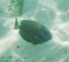 Acanthurus dussumieri