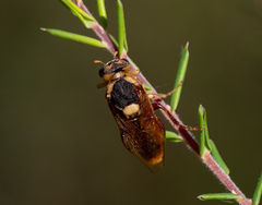 Perga dorsalis