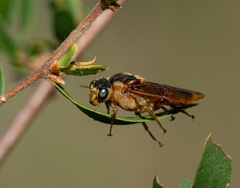 Perga dorsalis