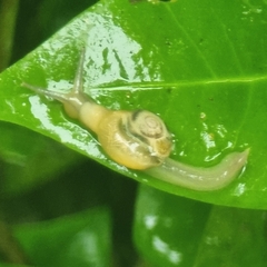 Helicarion perfragilis