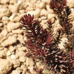 Pultenaea humilis